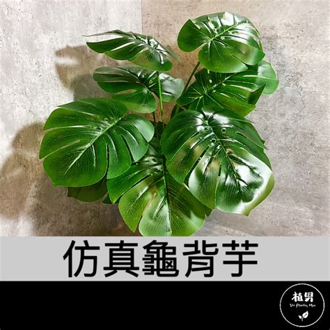 龜背芋卡通|龜背芋 一卡通的價格推薦